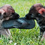 воспитание-щенка