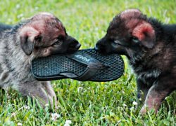 воспитание-щенка