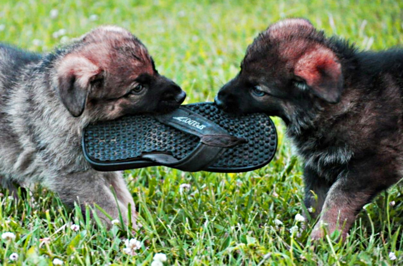 воспитание-щенка